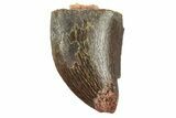 Serrated, Juvenile Carcharodontosaurus Tooth #249430-1